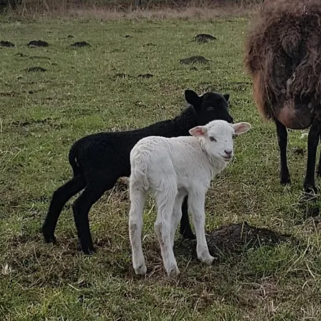 Tipi Glamping Naturcamping In Der Seenplatte Inklusive Strom- Dixi-wc!! #mecklenburg-vorpommern Οργανωμένο κάμπινγκ Carpin